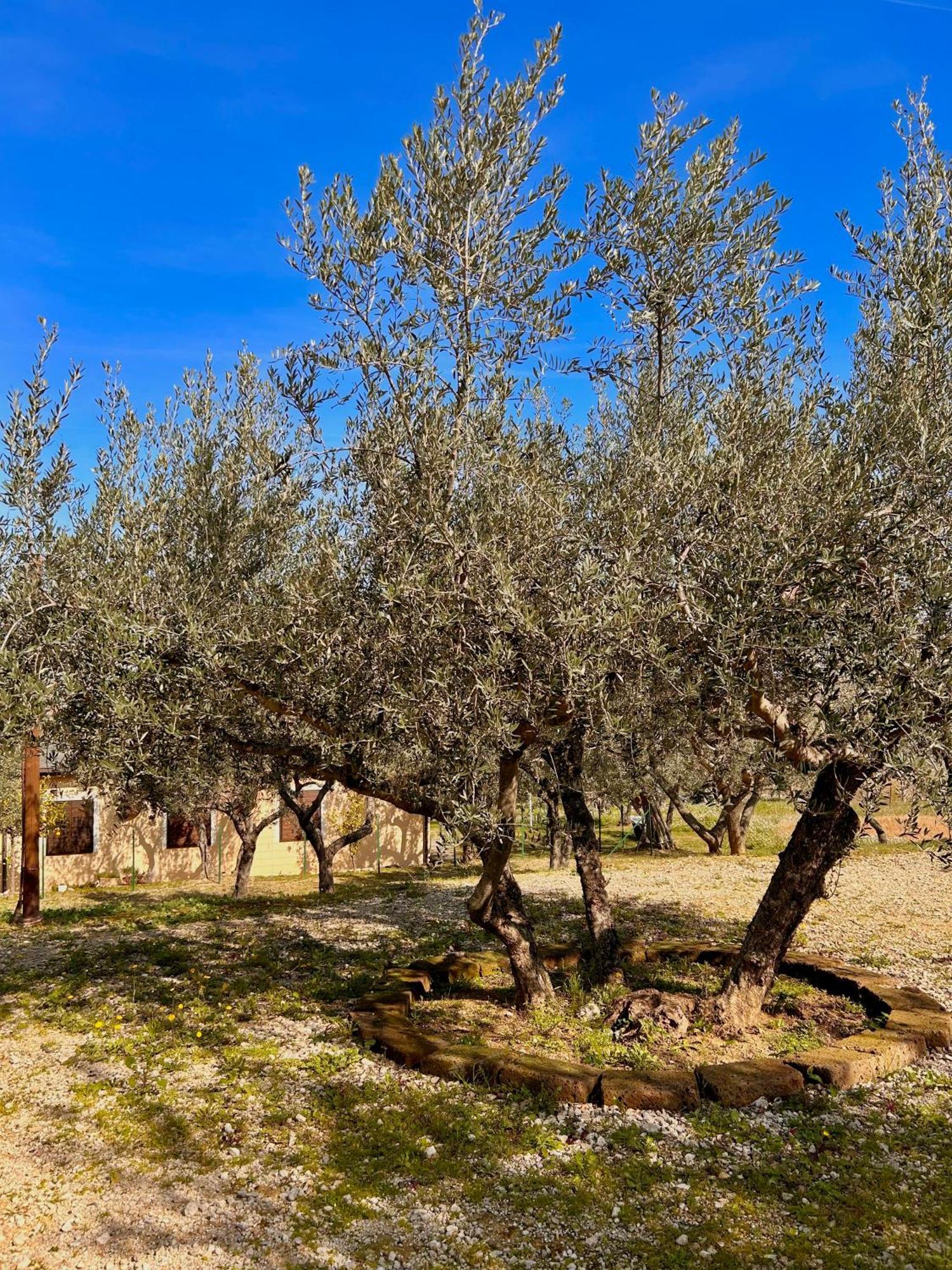 Villa Oasi Macerina Alanno Esterno foto